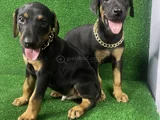 İsteğe Özel Aşılı Aşısız Estetikli Estetiksiz Doberman