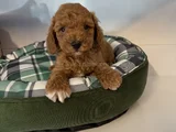 Irk Garanti̇li̇ Red Browne Malti̇poo Yavrulari