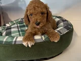 Irk Garanti̇li̇ Red Browne Malti̇poo Yavrulari