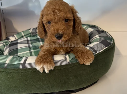 Irk Garanti̇li̇ Red Browne Malti̇poo Yavrulari görsel
