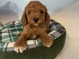 IRK GARANTİLİ RED BROWNE MALTİPOO YAVRULARI