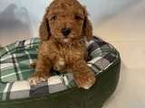Irk Garanti̇li̇ Red Browne Malti̇poo Yavrulari