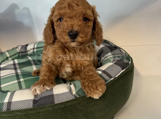 Irk Garanti̇li̇ Red Browne Malti̇poo Yavrulari görsel