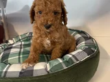 Irk Garanti̇li̇ Red Browne Malti̇poo Yavrulari