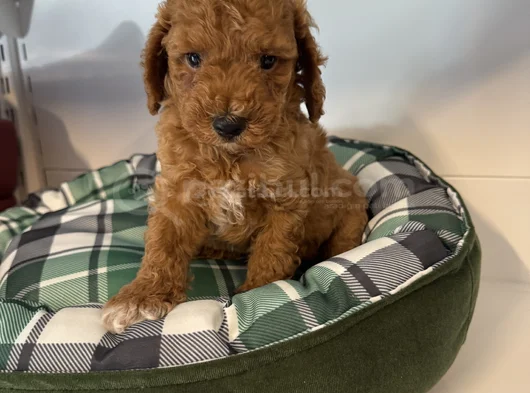 Irk Garanti̇li̇ Red Browne Malti̇poo Yavrulari görsel