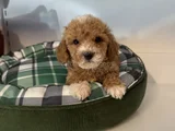 Poodle Formunda F2 Malti̇poo Yavrulari