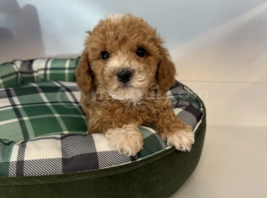 Poodle Formunda F2 Malti̇poo Yavrulari görsel
