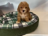 Poodle Formunda F2 Malti̇poo Yavrulari