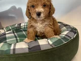 POODLE FORMUNDA F2 MALTİPOO YAVRULARI