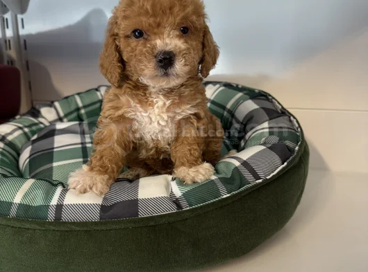 Poodle Formunda F2 Malti̇poo Yavrulari görsel