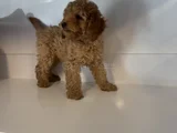 Standart Poodle Bebekleri̇mi̇z