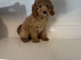 Standart Poodle Bebekleri̇mi̇z