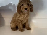 STANDART POODLE BEBEKLERİMİZ