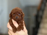 Kore Kan Teacup