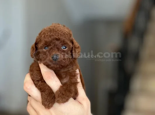 Kore Kan Teacup görsel