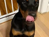 Biblo Gibi Doberman Yavrular Dikkatleri Üzerine Çek