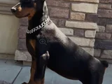 Biblo Gibi Doberman Yavrular Dikkatleri Üzerine Çek
