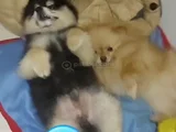 4 Aylık Pomerian Boo Dişi