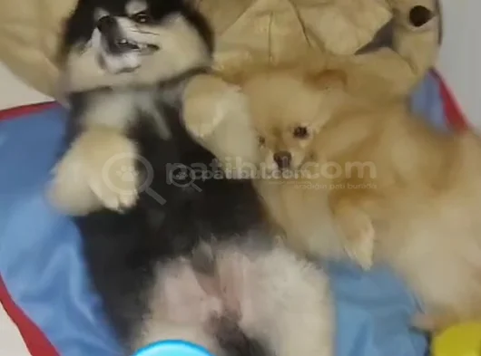 4 Aylık Pomerian Boo Dişi görsel