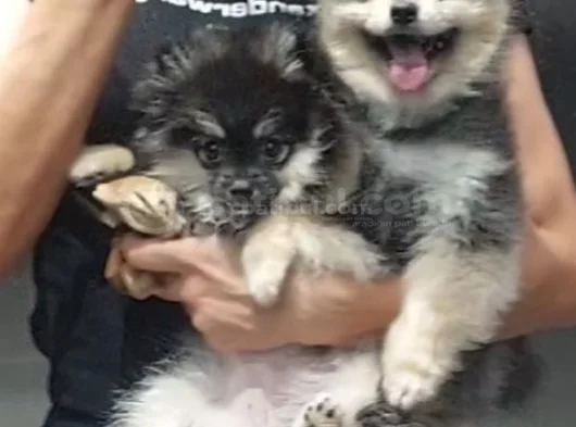 4 Aylık Pomerian Boo Dişi görsel
