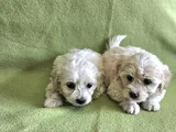 Maltese Yavrularımız