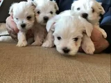 A Kalite Maltese Terrier Yavrularımız