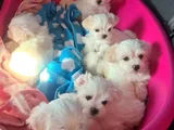 A Kalite Maltese Terrier Yavrularımız