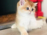 A Kalite Bri̇ti̇sh Shorthai̇r Golden  Yavrular