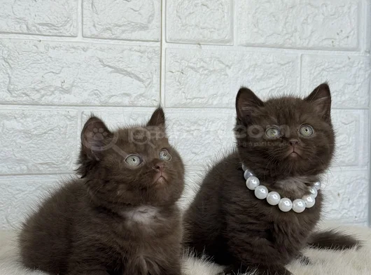 Cinnamon Ve Bicolor Nadir Irk görsel