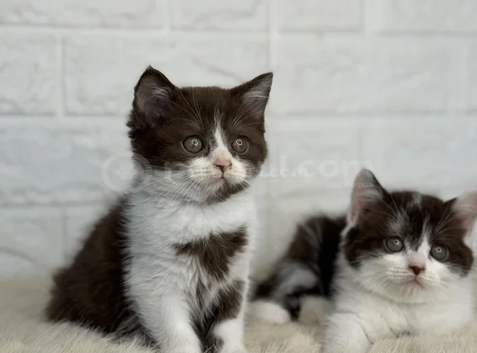Cinnamon Ve Bicolor Nadir Irk görsel