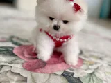 Teacup Di̇şi̇
