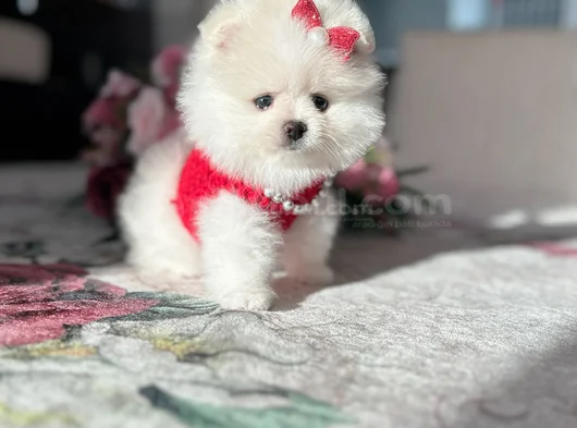 Teacup Di̇şi̇ görsel