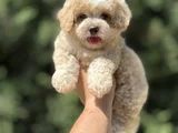 Di̇zayn Irk Özel Malti̇poo Bebekler Çi̇ftli̇ği̇mi̇zden