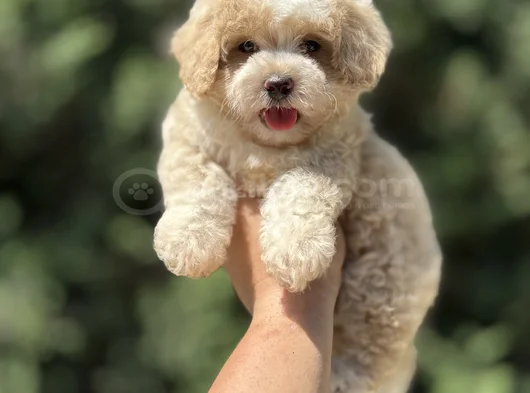 Di̇zayn Irk Özel Malti̇poo Bebekler Çi̇ftli̇ği̇mi̇zden görsel