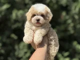 Di̇zayn Irk Özel Malti̇poo Bebekler Çi̇ftli̇ği̇mi̇zden