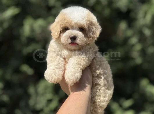 Di̇zayn Irk Özel Malti̇poo Bebekler Çi̇ftli̇ği̇mi̇zden görsel