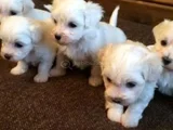 Maltese yavrularımız uygundur