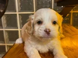 Maltipoo Yavrularımız Ev Doğumu