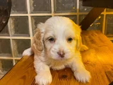 Maltipoo Yavrularımız Ev Doğumu