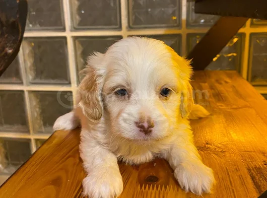 Maltipoo Yavrularımız Ev Doğumu görsel