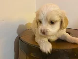 Topaç Gibi Maltipoo Bebeğimiz
