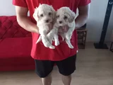 Maltipoo Yavrularımız Uygundur