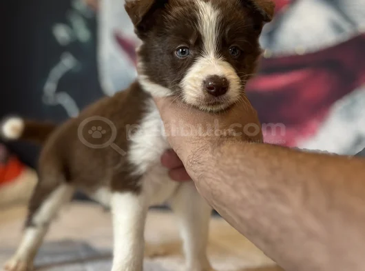 Bordercoli Yavrularımız görsel