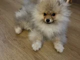 Çok Tatlı Erkek 4Buçuk Aylık Pomeranian
