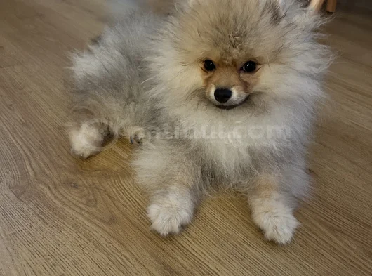 Çok Tatlı Erkek 4Buçuk Aylık Pomeranian görsel