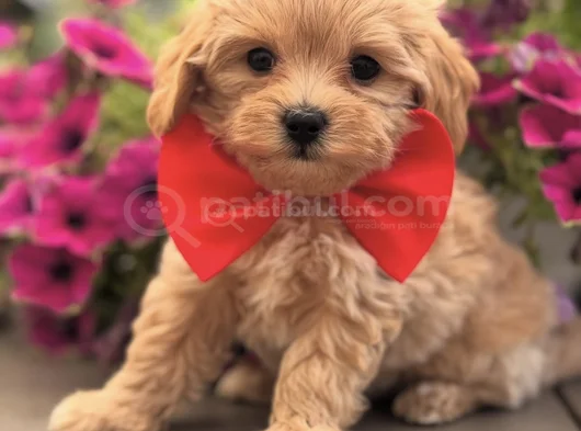 Malti̇poo Yavrumuz Perla görsel