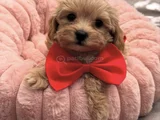 Malti̇poo Yavrumuz Perla