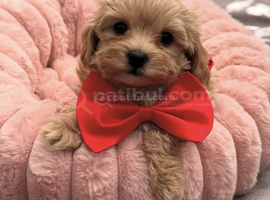 Malti̇poo Yavrumuz Perla görsel