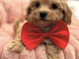 Malti̇poo Yavrumuz Perla