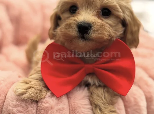 Malti̇poo Yavrumuz Perla görsel
